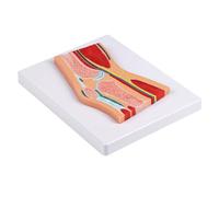 Detailed Anatomical Knee Model with Muscles for Clinical Training Education Sectional Anatomical Joint PVC Patella Joint Anatomy for Clinical Training Patient Communication Use