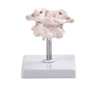 Detailed Anatomical Model of Human Occipital Bone for Medicals Education and Professional Training with Rotatable Design Occipital Bone Anatomy Model