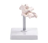 Detailed Anatomical Model of Human Occipital Bone for Medicals Education and Professional Training with Rotatable Design Cervical Spine Model
