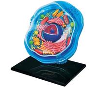 Detailed Animal Cell Model with 24 Parts for Biology Study and Teaching