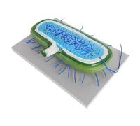 Detailed Bacteria Cell Model for Biology Teaching Precise Anatomy Aid for Schools and Labs Educational Microorganism Display Tool for Enhanced Learning