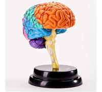 Detailed Brain Anatal Model - Human Organ Anatomy Study Tool for Medical Teaching
