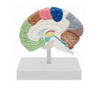 Detailed Cross-Section Brain Model