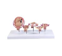 Detailed Five Part Detachable Human Embryo Development Educational Model for Medicals Training Anatomy Study Learning Pregnancy Embryo Model