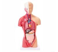 Detailed Human Body Model Featuring Detachable Organs for Effective Anatomy Teaching and Learning (28cm =)