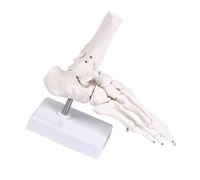 Detailed Human Foot Bone Anatomy Model PVC for Medical Education Clinical Training and Patient Communication Human Foot Anatomy Model
