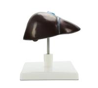 Detailed Human Liver Anatomy Model Life Size Hepatic Structure for Professional Demonstration & Education PVC Liver Dissection Model