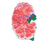 Detailed Human Lymph Node Model for Anatomy Education | A double-sided lymph node model for intuitive anatomy learning.