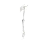 Detailed Left or Right Arm Bone Scapula Clavicle Model Constructed From Strong PVC Texture for Classroom Demonstration Upper Limb Bone Model Shoulder Scapula Clavicle Anatomy Skeleton Medical Teaching