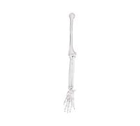 Detailed Left or Right Arm Bone Scapula Clavicle Model Constructed from Strong PVC Texture for Classroom Demonstration Demonstration Tool PVC Left Right Side Human Skeletal Classroom
