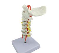 Detailed Neck Anatomy Cervical Spine Model Including Occipital Bone Intervertebral Discs for Teaching Demonstration Human Cervical Spine Model with Carotid Artery and Neurons