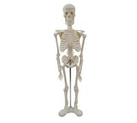 Detailed Skeletal Skeleton Model | Human Skeleton Model, for Classroom, Medical Students