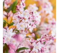 Deutzia X Hybrida Tokyo Delight Pink/white Bicolour Compact Shrub 1 X 9Cm Pot By Thompson & Morgan