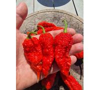 Devils Naga Brain Chilli Seeds - 10 Fresh Seeds