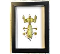 Devil's Praying Flower Mantis Stick Insect (Idolomantis diabolica) Deep Shadow Box Display | Spread Specimen | Frame Size 23 x 17cm