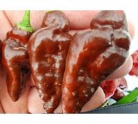 Devils Tongue Chocolate Chilli Seeds - 10 Fresh Seeds