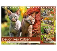 Devon Rex cats. The bright goblin in the garden UK-Version (Wall Calendar 2026 DIN A4 Landscape), CALVENDO 12 Month Wall Calendar