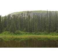 Devonian Death and the Spread of Forests