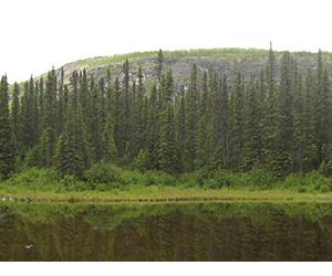 Devonian Death and the Spread of Forests