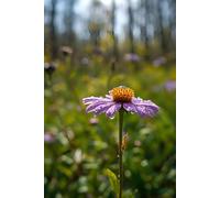 Dewdrop Bloom: A Spring Forest Journal: Macro Nature Photography Lined Notebook - Wildflower & Morning Dew Design for Reflection, Poetry, and Daily Notes
