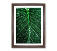 Dewdrops Upon A Green Leaf In Abstract Modern Framed Print | A4 Walnut Framed Wall Art | Ready to Hang | Abstract Floral Picture | Living Room Bedroom Lounge Office