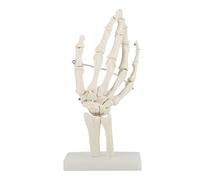DEWIN Hand Skeleton Model, Anatomical Hand Model Anatomical Life-size Human Hand Joint Study Skeleton Model