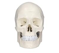 DEWIN Mini Skull Model Simulation 1:1 Human Head Skull Model Removable PVC Skull Model for Anatomy Learning Course Teaching