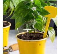 Dewireaey Soil Tester - Potted Plant Watering Testing Meter - Smart Accurate Testing Tool Hydroponic Tester, Waterproof Gardening Supplies for Vegetable Flower Pot