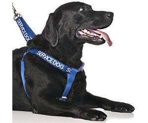 Dexil SERVICE DOG (Do Not Disturb/Dog Is Working) Blue Colour Coded Non Pull L-XL Dog Harness PREVENTS Accidents By Warning Others Of Your Dog In Advance