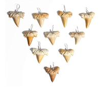 Dey Designs Wire Wrapped Fossilized Shark Teeth for Necklace - Shark Tooth Necklace Charm Pendant - Authentic Fossilized Prehistoric Mini Wire Wire Wrapped Shark Teeth (10 Pack) from Morocco, Shark