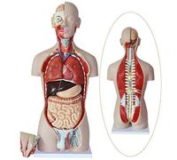 DFGHNBVC 85Cm Amphoteric Human Torso Body Anatomy Model - Human Torso Anatomical Model - Detachable 27 Parts Torso Model With Open Back Muscular Layers For Medical Teaching