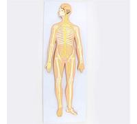 DFGHNBVC Anatomy Model, Educational Model Human Nervous System Anatomical Model Of The Central Nervous Nerve Nerve For Medical Education