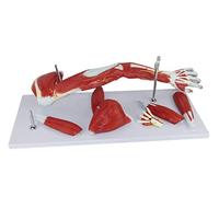 DFGHNBVC Human Anatomical Model 3D Left Arm Human Arm Muscle Model Anatomy Arm Model Upper Limb Shoulder Anatomy Model Muscular Hand Model 7 Pieces