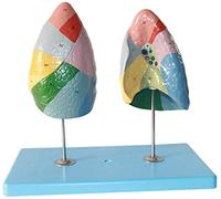 DFGHNBVC Human Organ Anatomical Model Human Lung Model Lung Segment Model Of The Pulmonary Respiratory System