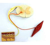 DFGHNBVC Medical Model, Human Reflex Model, Conditioned Reflex Structure Model, Neural Arch Model, Anatomical Model Of The Nervous System, Nerve Conduction