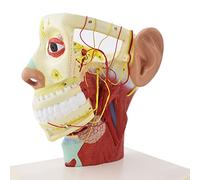 DFGHNBVC Model Re Teaching Provides Medical Models, Cranial Nerve Models, Human Models, Cranial Nerve Anatomical Models, And Twelve Pairs Of Cranial Nerves