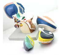 DFGHNBVC Thalamus Model, Human Educational Model The Thalamus Model, Model Removable 4 Partial Educational Science Model