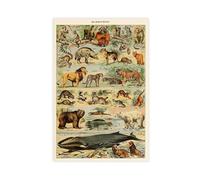 DFJyjFGJJ Animal Poster, Exotic Animals, Mammals Educational Diagram, Adolphe Millot Illustration Knowledge Canvas Art Wall Decor Posters Home Bar Restaurant Garage Cafe Logo Gift 16x24inch(40x60cm)