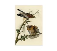 DFJyjFGJJ Red-shouldered Hawk by John James Audubon Canvas Wall Art Print Poster For Home School Office Decor 12" L X 18" W