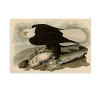 DFJyjFGJJ White-headed Eagle by John James Audubon Canvas Posters Wall Art Bedroom Office Room Decor Gift 20" L X 30" W
