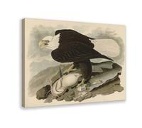 DFJyjFGJJ White-headed Eagle by John James Audubon Canvas Wall Art Print Poster For Home School Office Decor 16" L X 24" W