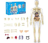 Dhqkqg Human Body Model for Kids,Human Anatomy Kit Glow In The Dark,Clear Human Body Structure Model,Removabl Human Torso Anatomy Model with Organs,3D Removable Torso,Human Body Science Kit