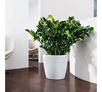 (Dia)33.5 Cm White Plastic Lechuza Classico Color In/out Self-Watering Round Plant Pot W34.5 H32.5 Cm