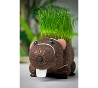 Diabolical Gifts Grow Your Own Hairy Beaver Plant Multi One Size