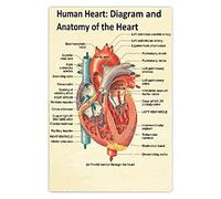 Diagram And Anatomy Of The Heart Metal Tin Signs Cardiology Knowledge Retro Poster Cardiologist Reference Guide Plaque Art Clinic Office Room Wall Decor 8x12 Inches