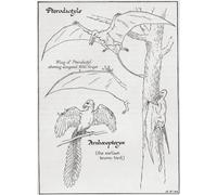 Diagram of a Pterodactyl its wing showing the elongated 5th finger and an Archaeopteryx. From the book Outline of History by H.G. Wells published 1920. Poster Print by Ken Welsh (13 x 18)