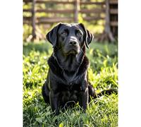 Diamond Art Black Labrador Retriever 5D Diamond Painting DIY Kits Full Round Drill Rhinestone Crystal by Number Embroidery Arts and Crafts for Living Room Bedroom Home Wall Decor 12x16 inch