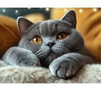 Diamond Art Cat Diamond Painting Grey Crystal Art Kits for Adults, 5D Round Full Drill Dimond Painting Kits for Adults Beginner, Mosaic Making Gem Arts for Home Decor, Gifts for Women 35x45cm K9-204