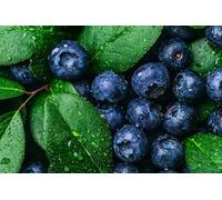 Diamond Art Fruit Diamond Painting Kits for Adults, 5D Blueberry Crystal Art Crafts for Adults Gem Paintings, DIY Full Drill Cross Stitch Pictures Embroidery Kit for Home Wall Decor 30x45cm X-201