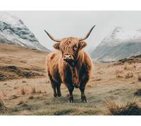 Diamond Art Highland Cow Diamond Painting Kits for Adults Grassland 5D Square Full Drill Dimond Art Gem Painting, DIY Crystal Embroidery Arts and Crafts for Adults for Room Decor 20x28 inch E0-449